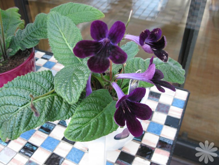cape primrose